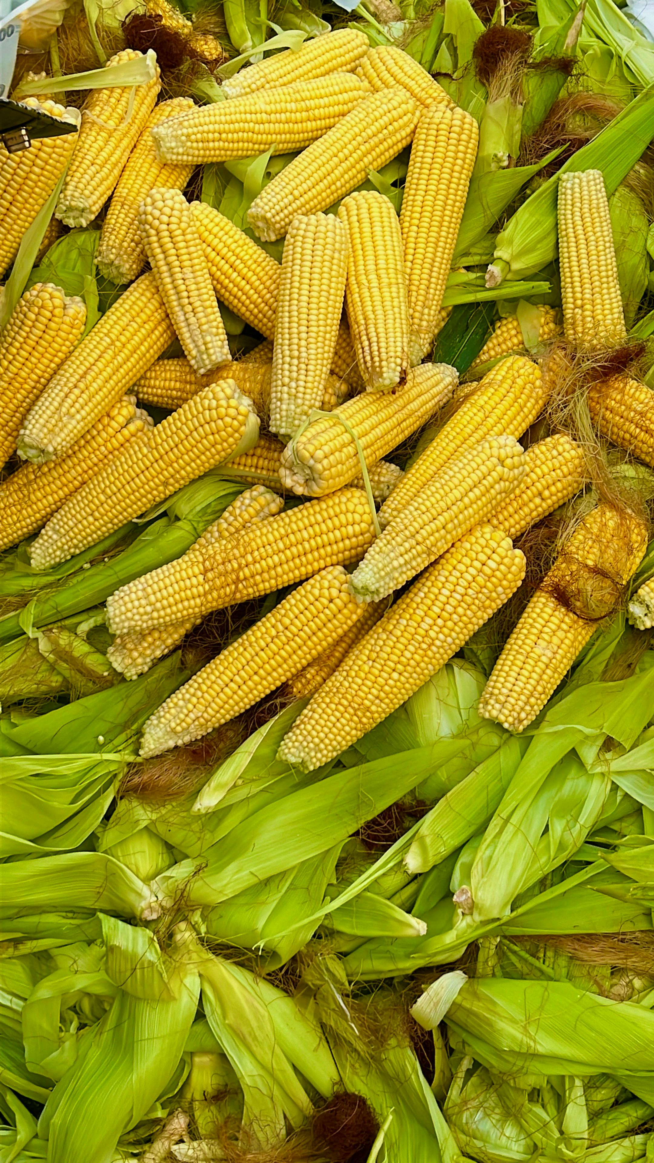 Corn
